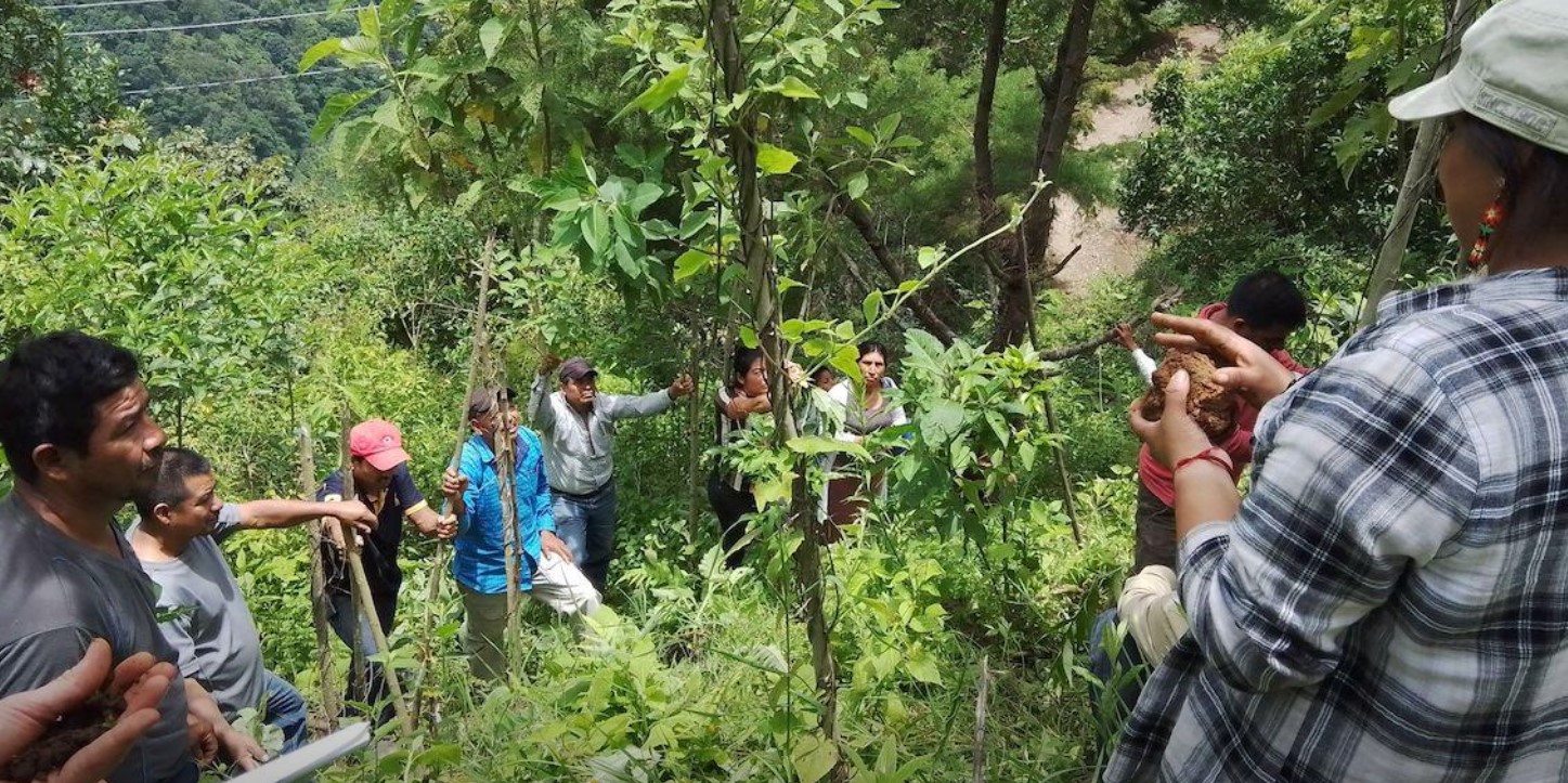 The Agroecology and Livelihoods Collaborative conducting a participatory assessment with smallholder coffee farmers in the highlands of Chiapas, Mexico. Researchers and coffee farmers stand in a bright, lush, green coffee farm